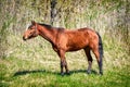 Photo of bay horse on green grass