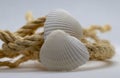 beach shell decay with rope Royalty Free Stock Photo