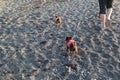 A woman walks two small dogs on the beach by the sea in the early morning in the Crimea Royalty Free Stock Photo