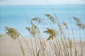 Photo of beachgrass Myrtle Beach South Carolina USA Royalty Free Stock Photo