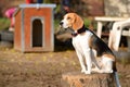 Photo of a Beagle dog in garden