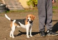 Photo of a Beagle dog