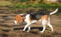 Photo of a Beagle dog