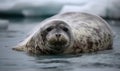 photo of bearded seal as it lounges of the edge of an ice floe in the Arctic. The seal is a large round-bodied creature with a