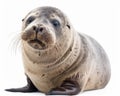 photo of bearded seal isolated on white background. Generative AI Royalty Free Stock Photo