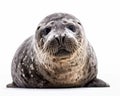 photo of bearded seal isolated on white background. Generative AI Royalty Free Stock Photo