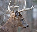 Photo of a beaufitul male deer