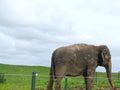 Beaultiful Elephant in Protection Reserve Royalty Free Stock Photo