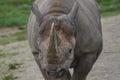 A photo of a beautiful adult Black Rhino Royalty Free Stock Photo