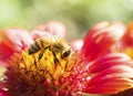 Photo of a beautiful bee and flowers a sunny day. Royalty Free Stock Photo