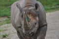 Photo of beautiful Black Rhino Royalty Free Stock Photo