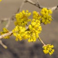 Photo of blooming yellow twig dogwood in garden in spring Royalty Free Stock Photo