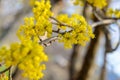 Photo of blooming yellow twig dogwood in garden in spring Royalty Free Stock Photo