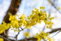 Photo of blooming yellow twig dogwood in garden in spring Royalty Free Stock Photo