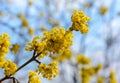 Photo of blooming yellow twig dogwood in garden in spring Royalty Free Stock Photo