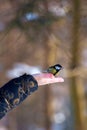 Photo of a bright little yellow tit sitting on the hand in winter park