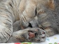 Tired sleeping pedigree british shorthair cat asleep dreaming dreams napping Royalty Free Stock Photo