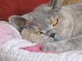 beautiful pedigree british shorthair cat sleeping and relaxing on bed Royalty Free Stock Photo