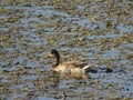 Beautiful duck, side view, floating on water