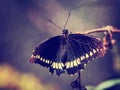 Photo of beautiful butterfly on wild flower toned with a retro