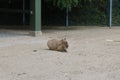 Photo of beautiful capybara animal.