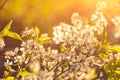 Photo of beautiful cherry blossom, abstract natural background, fine art, spring time season, apple blooming in sunny day, floral Royalty Free Stock Photo