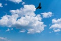 A beautiful clear white-gray clouds against a blue sky and a flying dove Royalty Free Stock Photo