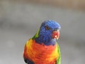 Parrot at a wildlife park