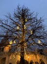 Beautiful lighted tree in Budapest