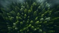 Photo of beautiful forest in fog. Top view. For web design and background
