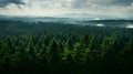 Photo of beautiful forest landscape in fog. Top view. For web design and background