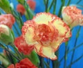 Floral carnations flower bouquet florist floristry Royalty Free Stock Photo