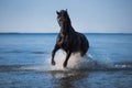 Photo of friesian mare cantering in the sea shore Royalty Free Stock Photo