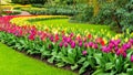 Photo of a beautiful garden with tulips. Straight lawn edging. Landscape design of flower beds in Keukenhof Gardens. Perfect lawn Royalty Free Stock Photo