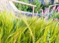 Photo of a beautiful grass background with spikelets