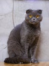 Photo a beautiful gray cat Royalty Free Stock Photo