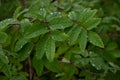 Green leaves with water drops