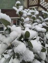 Beautiful green tree leaves covered with white snow in winter Royalty Free Stock Photo