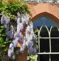 wisteria racemes hanging garden climbing tree trailing plant flowers window arch house Royalty Free Stock Photo