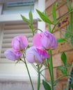 French colonial sweet peas flowers plants gardens small patio potted container garden summer spring