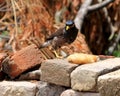 Photo of Indian Bird Mynah Royalty Free Stock Photo