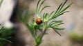 Ladybug on a blade of grass Royalty Free Stock Photo