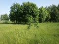 Photo of a beautiful landscape with lush trees that are located on the shore of the reservoir.