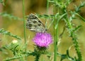 Beautiful marbled white butterfly sitting on a pink flower Royalty Free Stock Photo