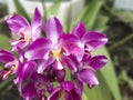 Purple Spathoglottis orchid Royalty Free Stock Photo