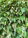 Photo of beautiful patterned green leaves