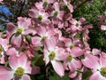 Beautiful Pink Dogwood Flowers in the Sunlight Royalty Free Stock Photo