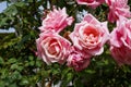 Photo of the beautiful pink roses with leaves