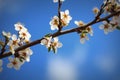 Photo of beautiful plumy blossom, abstract natural background, fine art, spring time season, floral wallpaper, soft Royalty Free Stock Photo