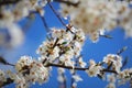 Photo of beautiful plumy blossom, abstract natural background, fine art, spring time season, floral wallpaper, soft Royalty Free Stock Photo